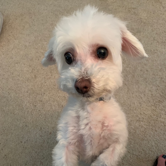 Meet your Posher, Sar - Picture 3 of 3